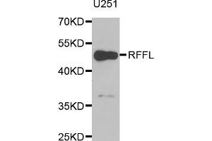 Western blot analysis of extracts of U-251MG cells, using RFFL antibody (ABIN5973883) at 1/1000 dilution. (RFFL Antikörper)