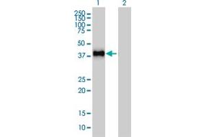Western Blotting (WB) image for anti-GRB2-Related Adaptor Protein 2 (GRAP2) (AA 226-316) antibody (ABIN599077) (GRAP2 Antikörper  (AA 226-316))