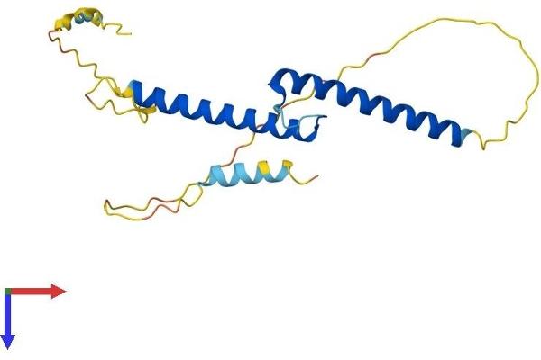 ASCL2 Protein (AA 1-193) (His tag)