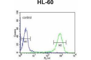 Flow cytometric analysis of HL-60 cells using DCP2 Antibody (Center) Cat. (DCP2 Antikörper  (Middle Region))