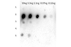 Dot Blot of Rabbit Anti-Mouse IgG2a Antibody. (Kaninchen anti-Maus IgG2a (Heavy Chain) Antikörper - Preadsorbed)