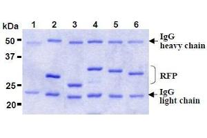 SDS-PAGE (SDS) image for anti-Red Fluorescent Protein (RFP) antibody (ABIN1449296) (RFP Antikörper)