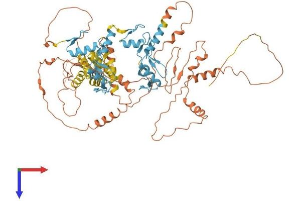 ZBTB24 Protein (AA 1-697) (His tag)