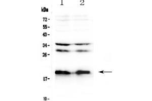 Western blot analysis of Neuropeptide S using anti-Neuropeptide S antibody . (NPS Antikörper)
