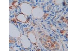 Used in DAB staining on fromalin fixed paraffin- embedded skin tissue (Annexin A9 Antikörper  (AA 1-345))