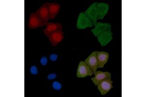 ABIN6258105 and ABIN6274888 staining Hela cells(45 min of heat-shock) by IF/ICC.