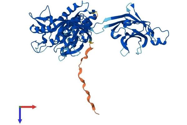 Copine II Protein (CPNE2) (AA 1-548) (His tag)