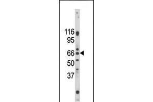 GPR37 antibody  (C-Term)