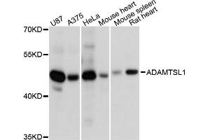Western blot analysis of extracts of various cell lines, using ADAMTSL1 antibody. (ADAMTSL1 Antikörper)