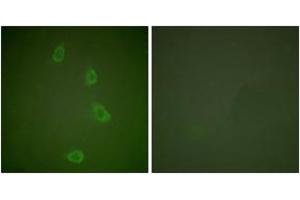 Immunofluorescence analysis of NIH-3T3 cells, using HSP40 Antibody.