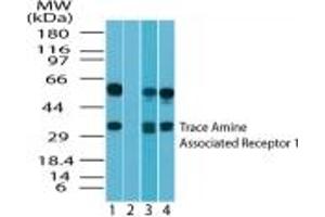 Image no. 1 for anti-Trace Amine Associated Receptor 1 (TAAR1) (AA 200-230) antibody (ABIN207709)