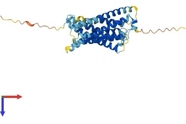 MRGPRD Protein (AA 1-321) (His tag)