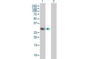 Western Blot analysis of PVRIG expression in transfected 293T cell line by PVRIG MaxPab polyclonal antibody. (PVRIG Antikörper  (AA 38-326))