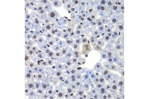Immunohistochemistry of paraffin-embedded mouse liver using CEBPG antibody (ABIN5974381) at dilution of 1/100 (40x lens). (CEBPG Antikörper)