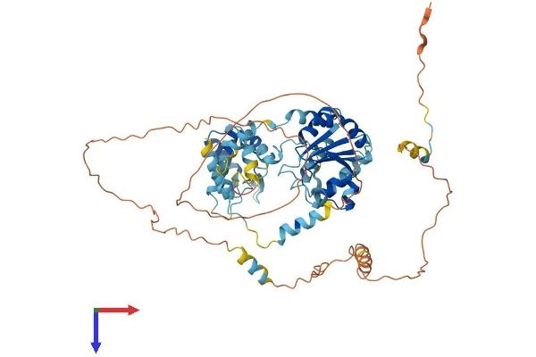 ORC2 Protein (AA 1-577) (His tag)