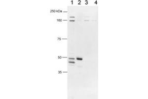 Western blot analysis of human FOXP3 using FOXP3 polyclonal antibody . (FOXP3 Antikörper)