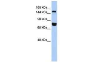Image no. 1 for anti-Early Endosome Antigen 1 (EEA1) (AA 1188-1237) antibody (ABIN6744246) (EEA1 Antikörper  (AA 1188-1237))
