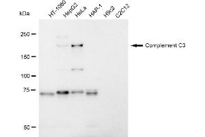 Western blotting analysis using Complement C3 antibody (ABIN7798140). (Rekombinanter C3 Antikörper)