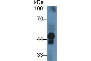 Rabbit Capture antibody from the kit in WB with Positive Control: Sample Human serum. (Haptoglobin ELISA Kit)