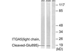Western blot analysis of extracts from 293 cells treated with etoposide (25uM, 1hour) and A549 cells treated with etoposide (25uM, 1hour), using ITGA5 (light chain, Cleaved-Glu895) antibody. (ITGA5 Antikörper  (Cleaved-Glu895))