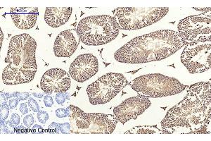 Immunohistochemical analysis of paraffin-embedded mouse testis tissue. (Claudin 5 Antikörper  (AA 140-220))