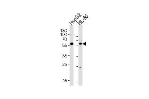 Western blot analysis of lysates from HepG2,HL-60 cell line (from left to right),using FANCC Antibody . (FANCC Antikörper  (C-Term))