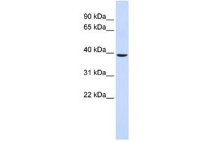 Western Blotting (WB) image for anti-Chromosome 2 Open Reading Frame 60 (C2orf60) antibody (ABIN2459471)