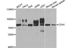 Western blot analysis of extracts of various cell lines, using CD44 antibody. (CD44 Antikörper)