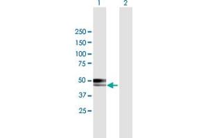 Western Blot analysis of CABYR expression in transfected 293T cell line by CABYR MaxPab polyclonal antibody.