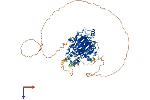 SMAD4 Protein (AA 1-551) (His tag)