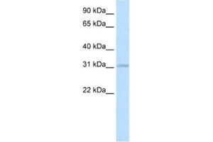 Western Blotting (WB) image for anti-Homeobox D3 (HOXD3) antibody (ABIN2461470) (HOXD3 Antikörper)