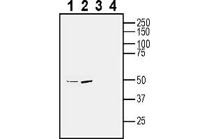 Western blot analysis of human SH-SY5Y neuroblastoma cell line lysate (lanes 1 and 3) and human  MG glioma cell line lysate (lanes 2 and 4):1-2. (NPFFR1 Antikörper  (Extracellular))