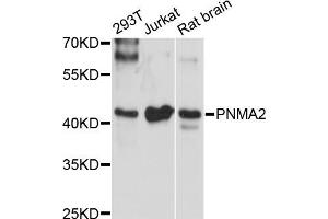 Western blot analysis of extracts of various cell lines, using PNMA2 antibody (ABIN5972506) at 1:3000 dilution. (PNMA2 Antikörper)