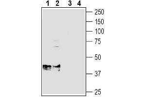Western blot analysis of rat brain membranes (lanes 1 and 3) and mouse brain membranes (lanes 2 and 4):1-2.