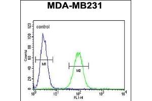 CTSF Antibody (Center ) (ABIN390488 and ABIN2840848) flow cytometric analysis of MDA-M cells (right histogram) compared to a negative control cell (left histogram). (Cathepsin F Antikörper  (AA 261-290))