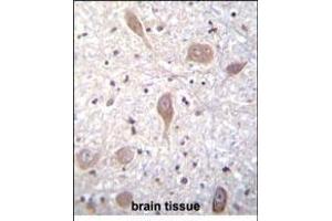 VSGP/F-spondin Antibody (N-term) (ABIN656347 and ABIN2845646) immunohistochemistry analysis in formalin fixed and paraffin embedded human brain tissue followed by peroxidase conjugation of the secondary antibody and DAB staining. (SPON1 Antikörper  (N-Term))