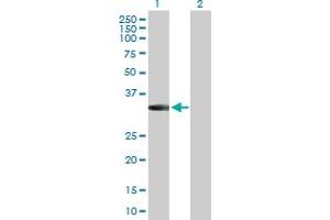 Western Blot analysis of MPPED2 expression in transfected 293T cell line by MPPED2 MaxPab polyclonal antibody. (MPPED2 Antikörper  (AA 1-294))