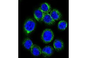 Immunofluorescence (IF) image for anti-Erythropoietin Receptor (EPOR) antibody (ABIN2998915) (EPOR Antikörper)