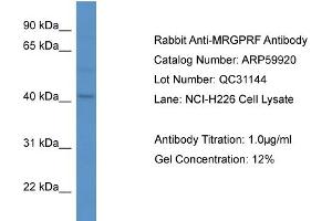 Western Blotting (WB) image for anti-MAS-Related GPR, Member F (Mrgprf) (C-Term) antibody (ABIN2788261)