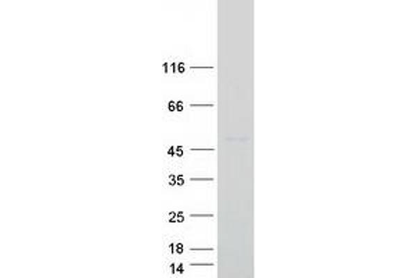LASS4 Protein (Myc-DYKDDDDK Tag)