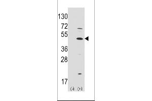 Western blot analysis of ATOH1 (arrow) using rabbit polyclonal ATOH1 Antibody (C-term) (ABIN389150 and ABIN2839319).