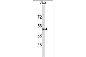 RN Antibody (C-term) (ABIN1881754 and ABIN2838366) western blot analysis in 293 cell line lysates (35 μg/lane). (RNF135 Antikörper  (C-Term))