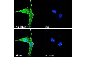 (ABIN6391348) Immunofluorescence analysis of paraformaldehyde fixed NIH3T3 cells, permeabilized with 0. (HDAC2 Antikörper  (Internal Region))