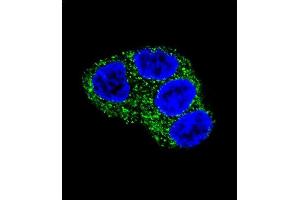 Confocal immunofluorescent analysis of UGT1A1 Antibody (N-term) (ABIN657870 and ABIN2846826) with HepG2 cell followed by Alexa Fluor 488-conjugated goat anti-rabbit lgG (green).