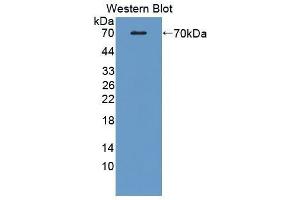 Western Blotting (WB) image for anti-CD5 Molecule-Like (CD5L) (AA 22-352) antibody (ABIN1858312)