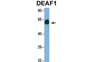 Western Blotting (WB) image for anti-Deformed Epidermal Autoregulatory Factor 1 (Drosophila) (DEAF1) (N-Term) antibody (ABIN2781132)