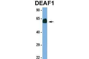 Hum. (DEAF1 Antikörper  (N-Term))