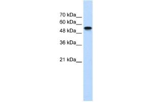anti-Nuclear Receptor Subfamily 1, Group H, Member 2 (NR1H2) (N-Term) antibody