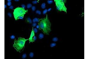 Anti-CCM2 mouse monoclonal antibody (ABIN2454927) immunofluorescent staining of COS7 cells transiently transfected by pCMV6-ENTRY CCM2 (RC201418). (CCM2 Antikörper)
