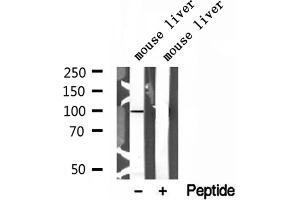 Western blot analysis of extracts of mouse liver tissue, using AGGF1 antibody.